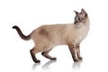 Side view of grey burmese cat standing and looking behind