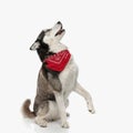 side view of cute husky with red bandana looking up in a curious way