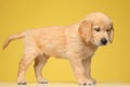 Side view of cute labrador retriever dog looking up Royalty Free Stock Photo