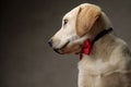 Side view of cute labrador retriever wearing red bowtie Royalty Free Stock Photo