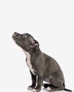 side view of cute little american bully puppy looking up and being curious