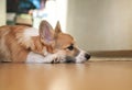 side view of little puppy dog Corgi lying at home on the Mat and sad