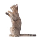 Side view of cute metis cat standing on two legs Royalty Free Stock Photo