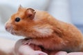 Side view of Cute Orange Syrian or Golden Hamster Mesocricetus auratus climbing on girl`s hand. Taking Care, Mercy, Domestic Pe Royalty Free Stock Photo