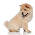 Side view of cute panting chow chow looking back