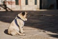 Side view of cute pug dog on a leash sitting on sidewalk in the street