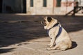 Side view of cute pug dog on a leash sitting on sidewalk in the street