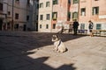 Side view of cute pug dog on a leash sitting on sidewalk in the street