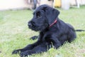 Side view of the cute puppy of Giant Black Schnauzer dog