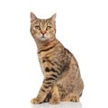 Side view of cute seated british fold cat