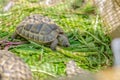 Side view of a cute turtle sitting in an aviary. The Greek tortoise stuck its front paws out of its shell and ate the leaf Royalty Free Stock Photo