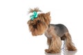 Side view of cute yorkshire terrier with bow looking to side Royalty Free Stock Photo