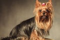 Side view of a cute yorkshire terrier puppy dog Royalty Free Stock Photo