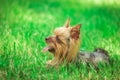 Side view of a cute yorkshire terrier puppy dog panting Royalty Free Stock Photo