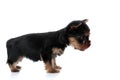 Side view of cute yorkshire terrier searching Royalty Free Stock Photo