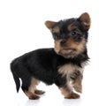 Side view of cute yorkshire terrier walking Royalty Free Stock Photo