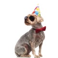 Side view of cute yorkshire terrier wearing birthday hat Royalty Free Stock Photo