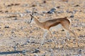 Side view of cute young springbok with small horns walking in arid field