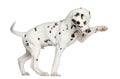 Side view of a Dalmatian puppy pawing up, isolated