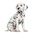 Side view of a Dalmatian puppy sitting, looking away, isolated