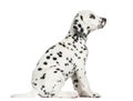 Side view of a Dalmatian puppy sitting, looking up, isolated Royalty Free Stock Photo