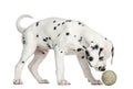 Side view of a Dalmatian puppy sniffing a tennis ball