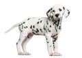 Side view of a Dalmatian puppy standing, looking away, isolated