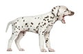 Side view of a Dalmatian puppy yawning, isolated