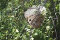 A side view of a dangerous wasp nest