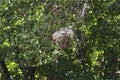 A side view of a dangerous wasp nest in the distance