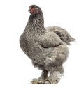 Side view of a Dark Brahma hen, isolated