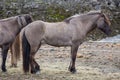 Side view of dark brown Icelandic horse