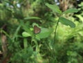 Side view of a Dark cerulean butterfly perched on a Sida alnifolia leaf Royalty Free Stock Photo
