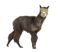 Side view of a Dark rose grey alpaca walking - Lama pacos