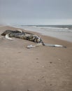 Dead Female Humpback Whale including Tail and Dorsal Fins on Fire Island, Long Island, Beach, with Sand in Foreground and Atlantic