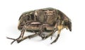 Side view of a dead Green rose chafer, Cetonia aurata, isolated Royalty Free Stock Photo