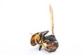 side view dead wasp on white background Royalty Free Stock Photo