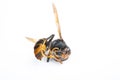 side view dead wasp on white background Royalty Free Stock Photo