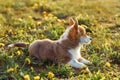 Side view of delightful little young brown white dog welsh pembroke corgi lying on green juicy grass among dandelions.