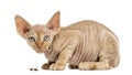 Side view of a Devon rex eating isolated on white