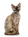 Side view of a Devon rex sitting isolated on white