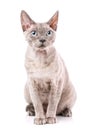 Side view of a Devon rex sitting