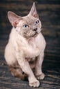 Side view of a Devon rex sitting