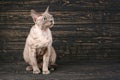 Side view of a Devon rex sitting