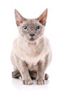 Side view of a Devon rex sitting