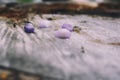 Side view of amethysts on a rock.