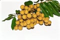 Side view of Dimocarpus longan.Bunch of Longan fruits with green leaves on white isolated background