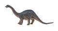 Side view Diplodocus toy on white background Royalty Free Stock Photo