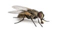 Side view of a dirty Common housefly eating, Musca domestica Royalty Free Stock Photo