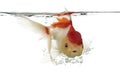 Side view of a diving lions head goldfish Royalty Free Stock Photo